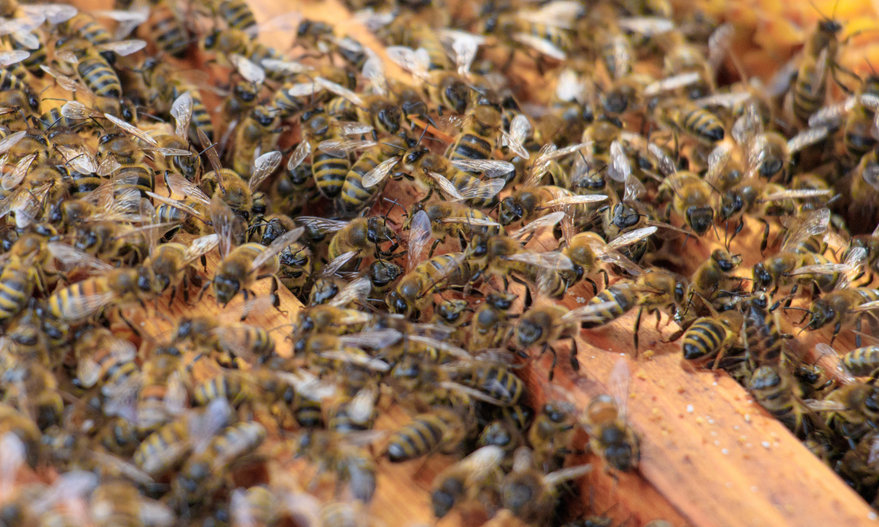 Ataque de abelhas deixa 15 feridos no interior da Bahia.Foto: Reprodu&ccedil;&atilde;o