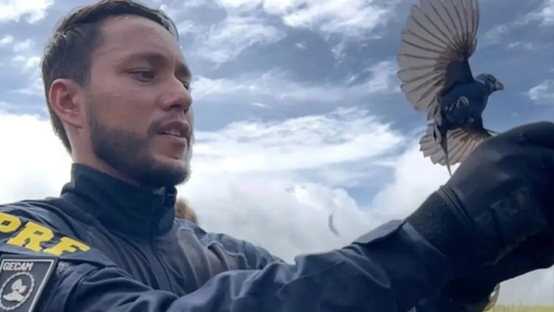 Tráfico de animais nas estradas da Bahia resulta em quase 20 mil apreensões