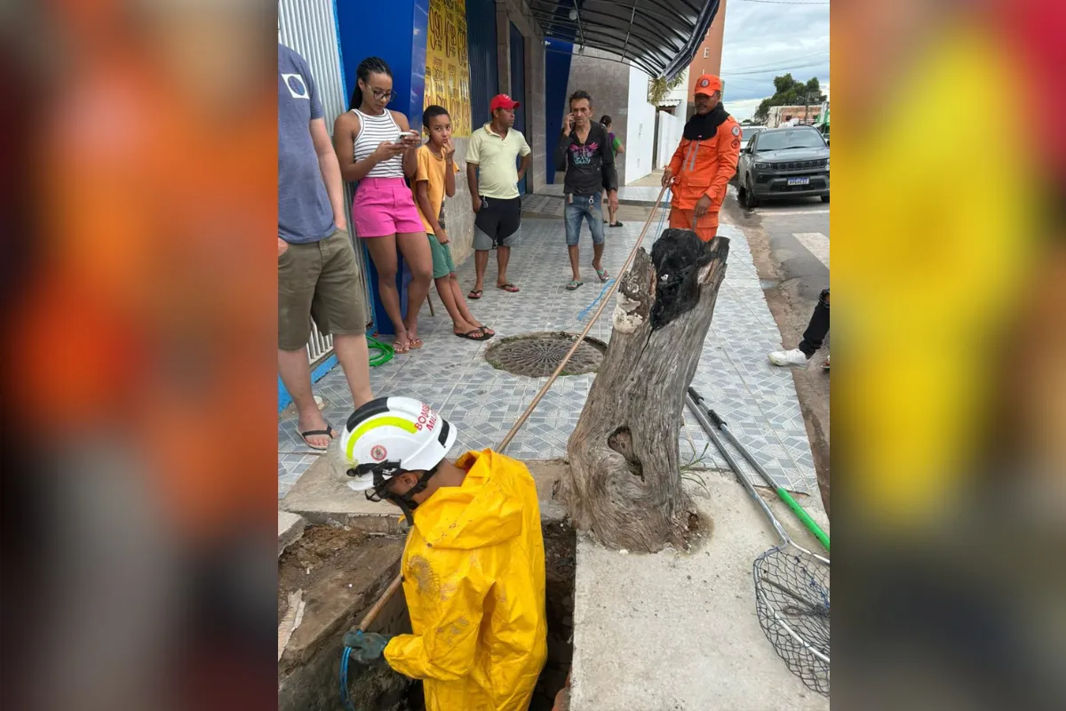 VÍDEO: Bombeiros resgatam cachorro ferido preso em boca de lobo na Bahia