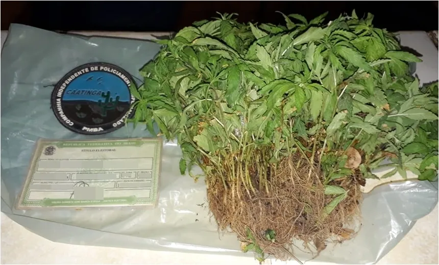 PM utiliza drone para localizar plantação de maconha no município de Sento Sé
