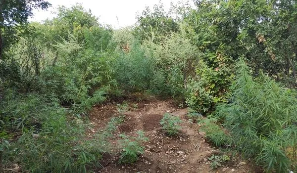 Plantação com mais de 200 pés de maconha é erradicada em Macururé; homem é preso