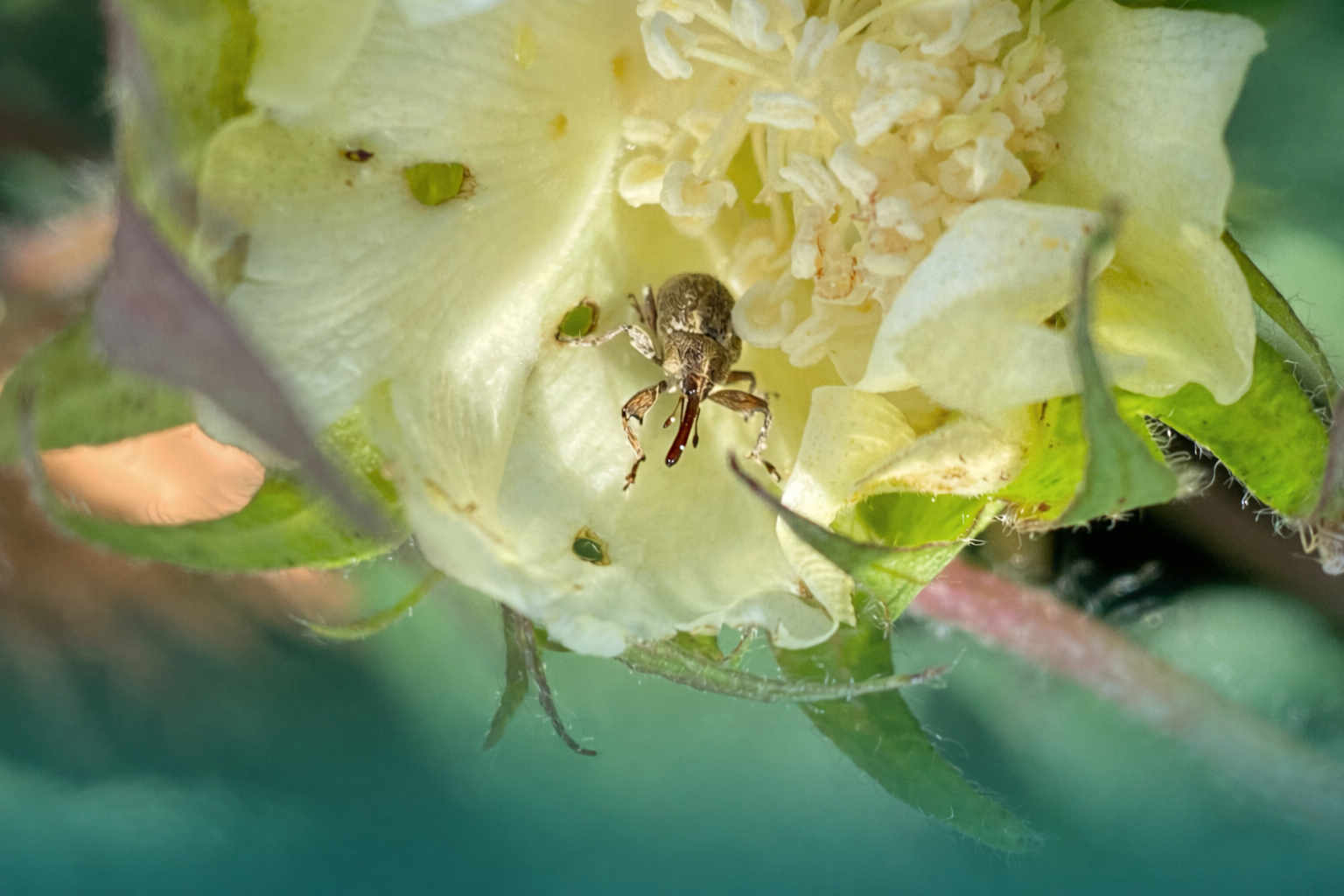 Estudo Revela Solu&ccedil;&atilde;o Natural Contra Praga Do Bicudo Do Algodoeiro No Algod&atilde;o
