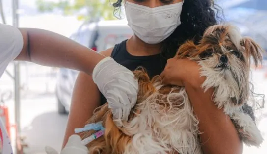 Atenção tutores! Campanha de Vacinação Antirrábica é prorrogada em Salvador para até quinta-feira; saiba mais