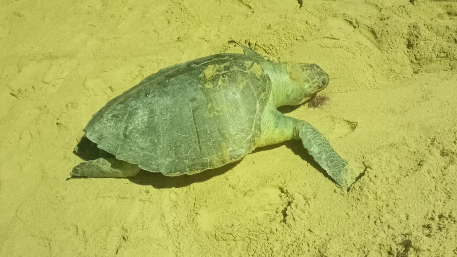 Tartaruga marinha encontrada morta em Salvador. Foto: Leitor Aratu On