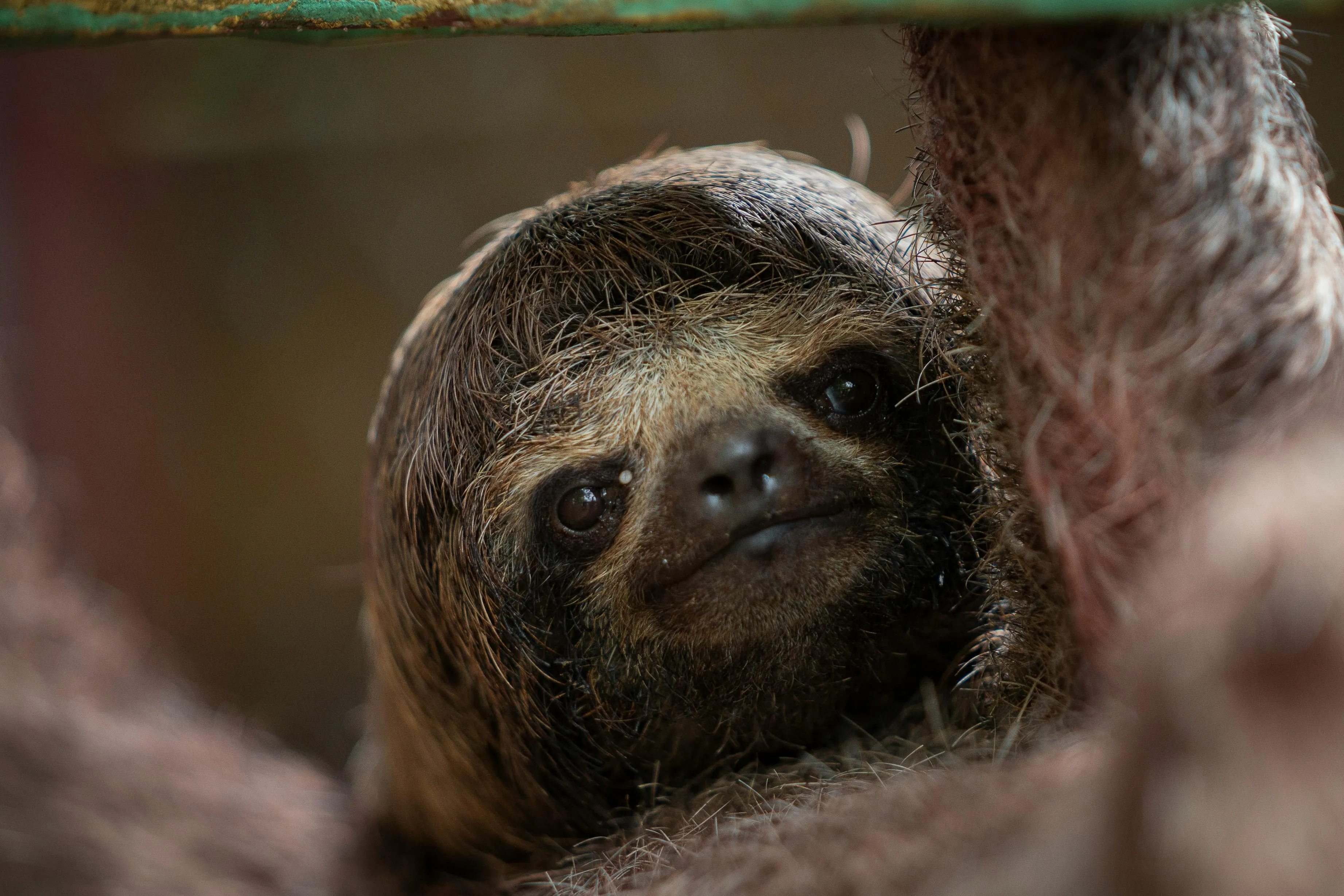 Coelba entra na mira do MP-BA após mortes de animais por choques elétricos