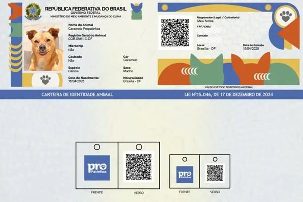 Rgcachorro