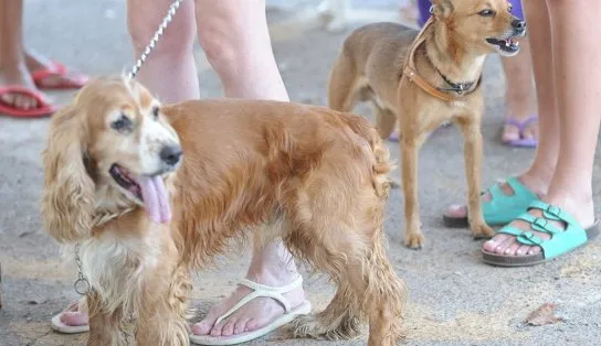 Fiocruz identifica cão e gato com anticorpos contra novo coronavírus