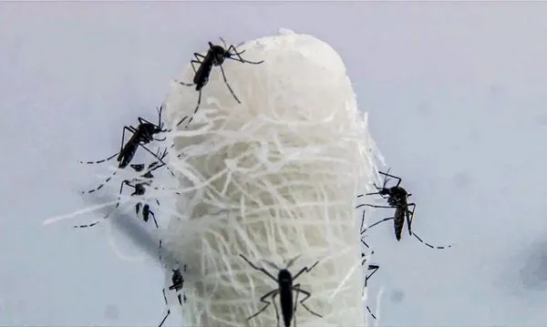 Casos de dengue reduziram na Bahia. Foto: Dengue EBC