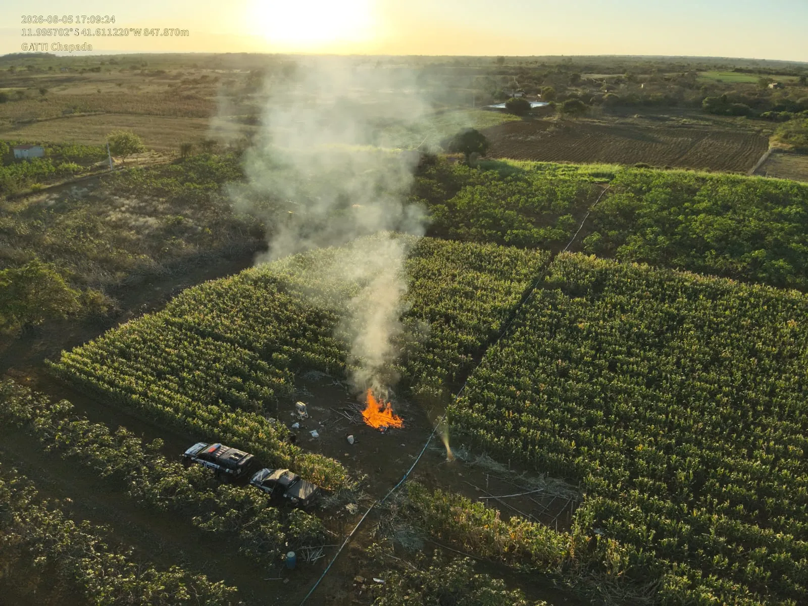 Mega plantação com 20 mil pés de maconha é destruída na Bahia