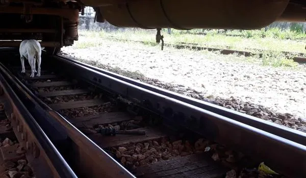 Trem do Subúrbio de Salvador sai dos trilhos nesta sexta-feira e passageiros se queixam; veja vídeo 