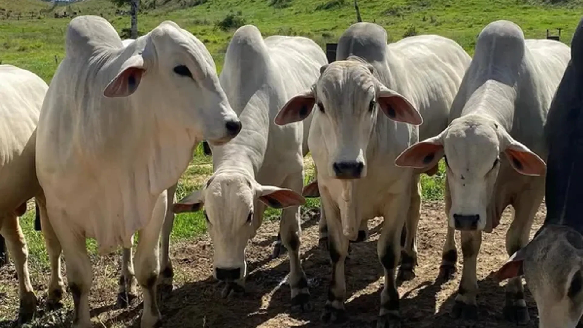 Leilão Virtual Nelore São Roque aconteceu em Agosto