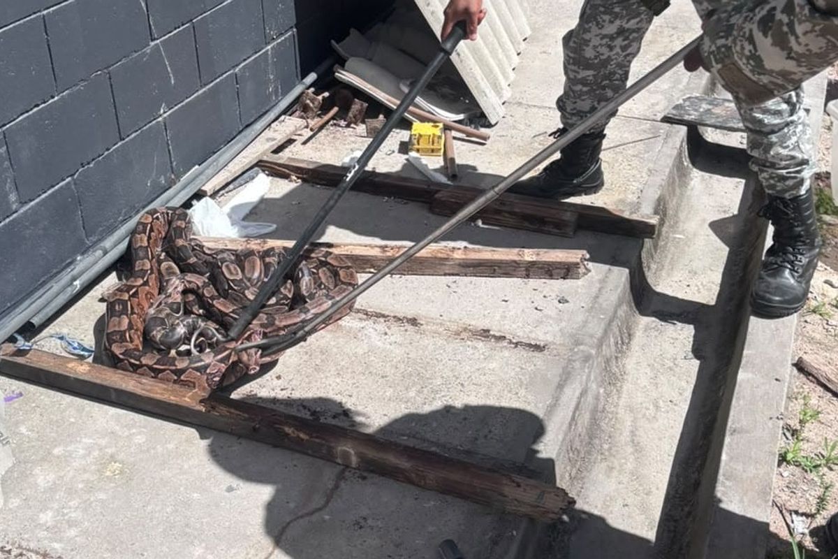 GCM resgata jiboias no Complexo Penitenci&aacute;rio da Mata Escura. Foto: Divulga&ccedil;&atilde;o | GCMa