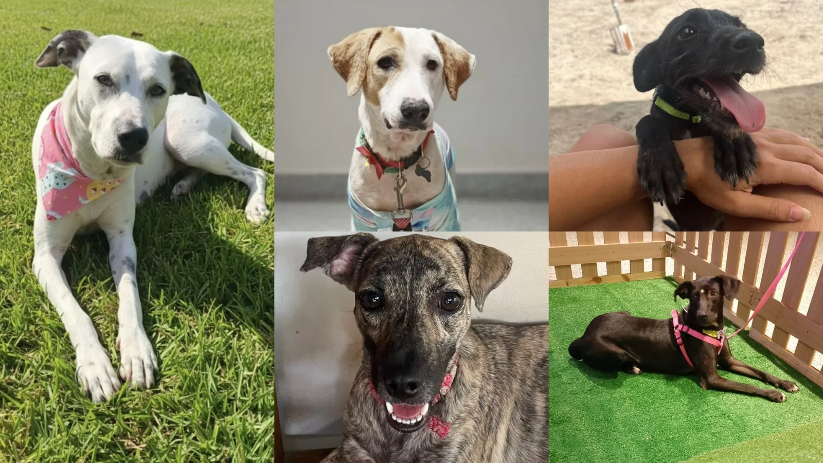 Shopping reúne feira de adoção, vacinação antirrábica e show de Pedro Pondé neste sábado