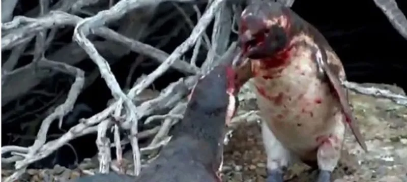 Pinguim entra em confronto sangrento após encontrar fêmea com ‘?amante?’; As imagens são impressionantes