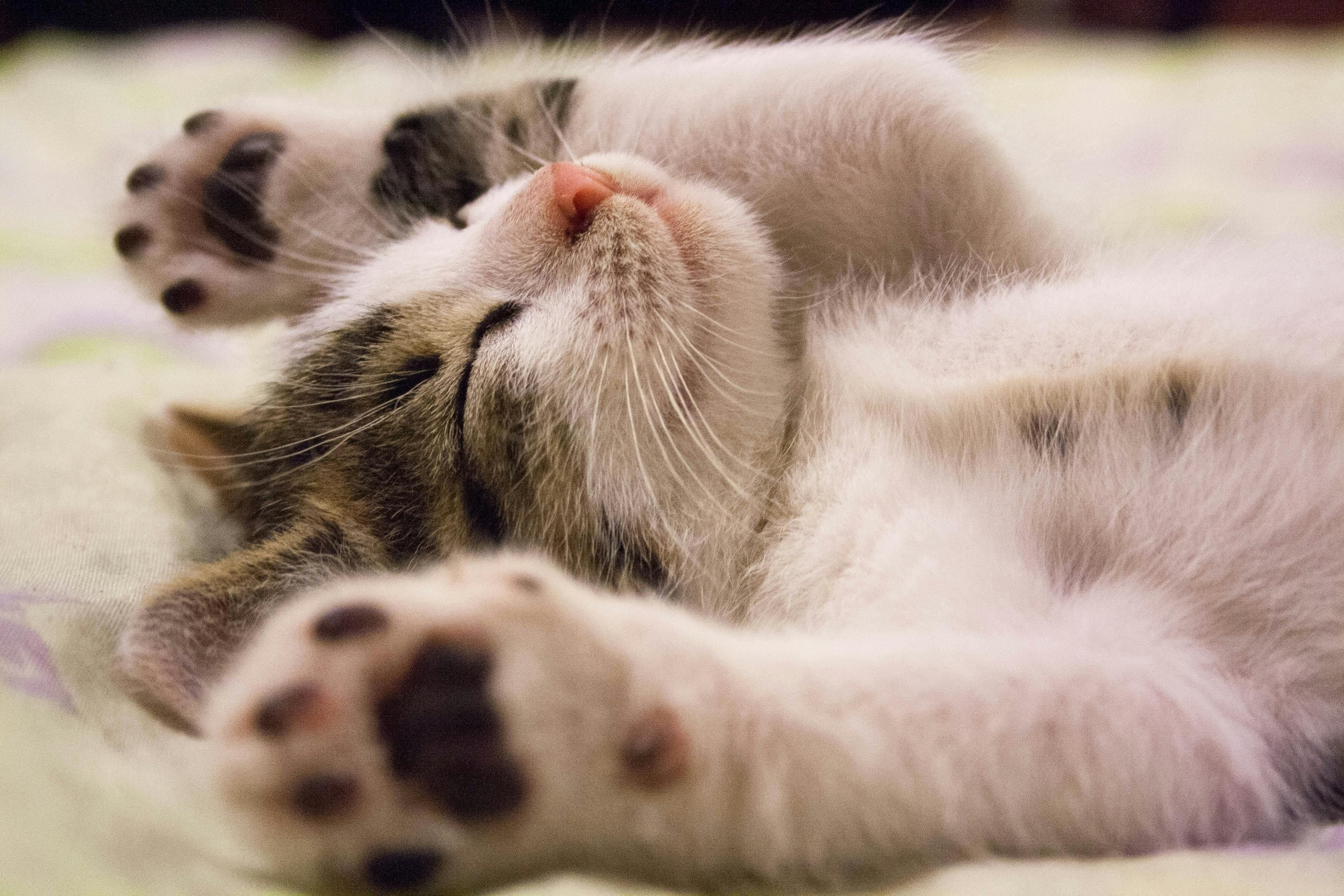 Apesar de muitas vezes serem vistos como distantes, os gatos podem ser afetuosos e apegados. | Foto: Ilustrativa/Pexels
