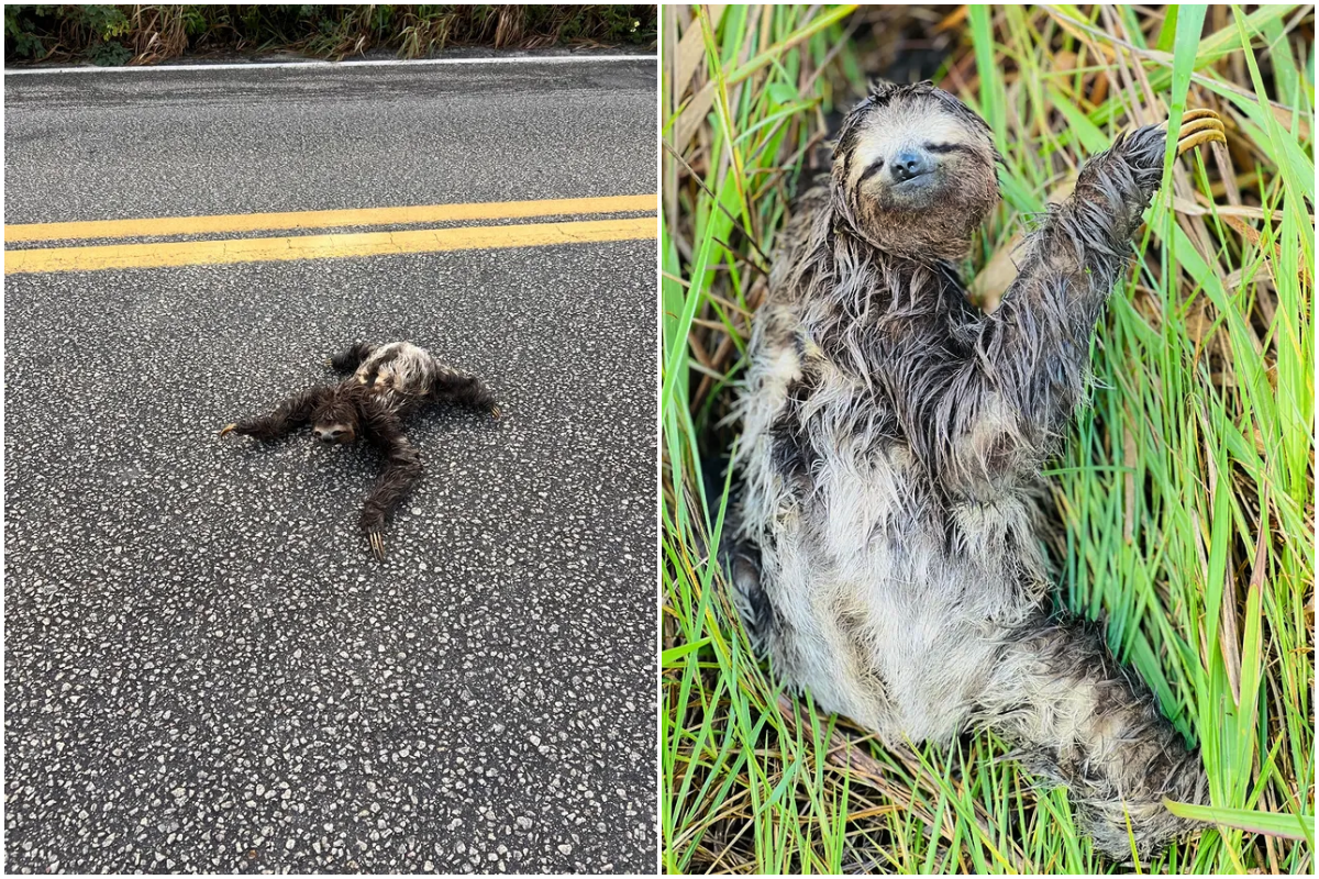 Bicho-pregui&ccedil;a &eacute; resgatado por policiais trecho de rodovia em Mucuri, na Bahia. Foto: PMBA