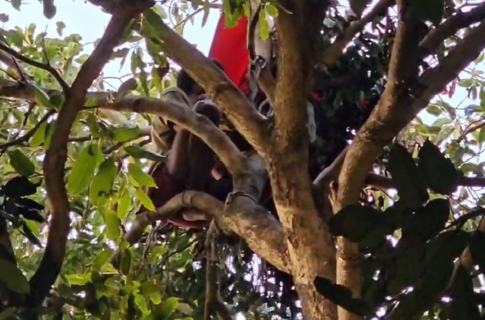 Há 60 horas, bombeiros tentam retira homem de cima de árvore. Foto: Reprodução | Vídeo