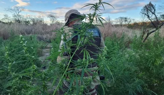 Quase 30 mil pés de maconha são erradicados no Norte da Bahia; total no ano já ultrapassa 700 mil pés