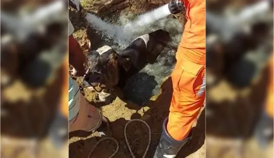 Vaca prenhe é resgatada de fossa com 4 m de profundidade e dá à luz após resgate 