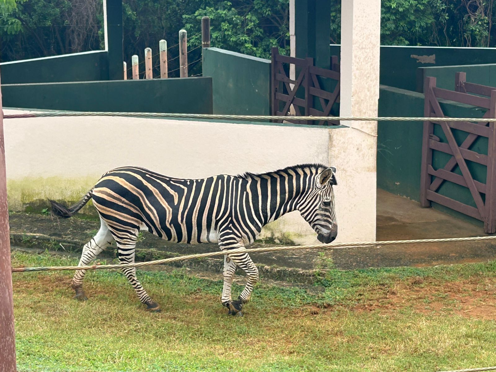 Zebra. Foto: Ananda Costa / Aratu On