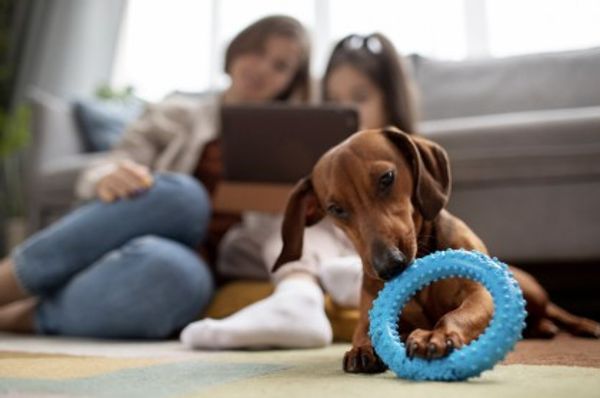 Animais adotados costumam viver mais e com melhor qualidade de vida quando recebem acompanhamento veterin&aacute;rio, alimenta&ccedil;&atilde;o adequada e um per&iacute;odo de adapta&ccedil;&atilde;o respeitado pela nova fam&iacute;lia/Foto: Freepik 