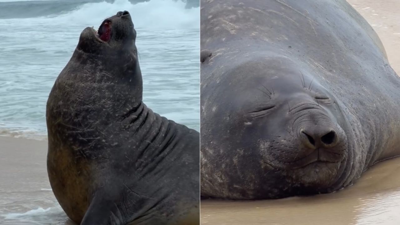 Elefante Marinho Na Praia De São Conrado, Zona Sul Do Rio De Janeiro Reprodução