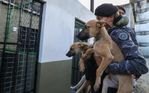 Governo da Bahia rebate denúncias sobre retirada de cães da Brigada K9 e detalha situação dos animais.| Foto: Divulgação