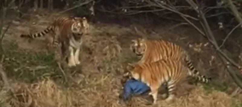 Homem morre ao ser atacado por um tigre em zoológico chinês; Veja vídeo (Imagens fortes)