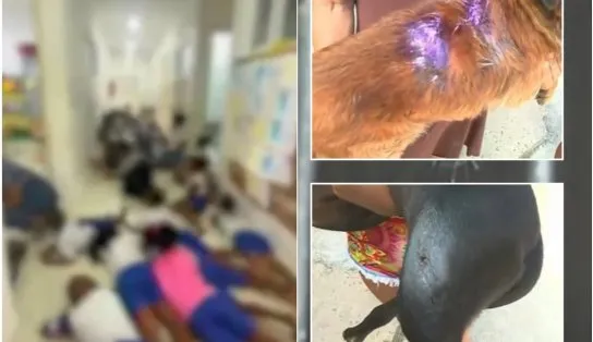 Tiroteio no Nordeste de Amarlina: creche é fechada e até cachorros são atingidos; moradores acusam a polícia