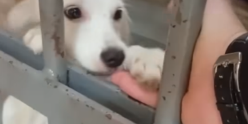 Belinha recebendo carinho dos policiais