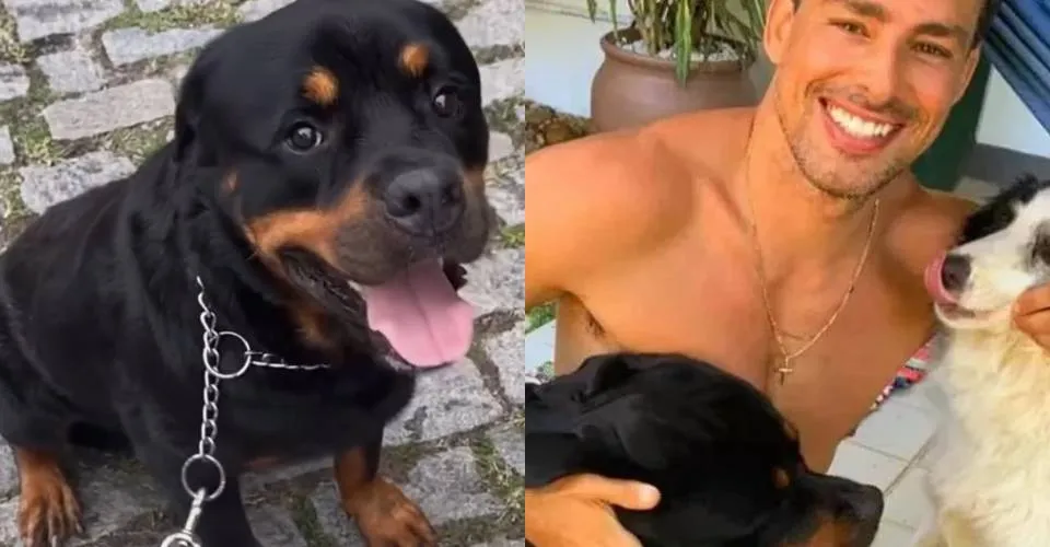 Cachorro de Cauã Reymond morre após envenenamento: 'Nunca pensei que seria tão triste e dolorido'