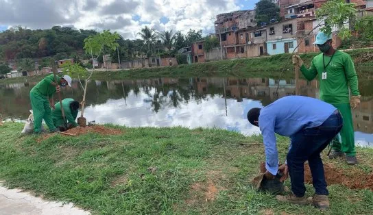 Plantio Chuva: começa nesta quarta-feira operação que vai arborizar 40 localidades de Salvador