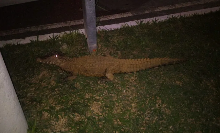 Jacaré é encontrado próximo a shopping na Avenida Paralela
