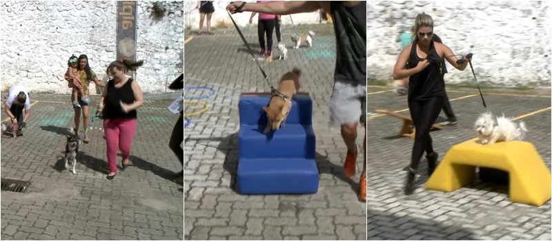 TREINO ANIMAL: Crossfit que une cachorros e seus donos é nova aposta em Salvador