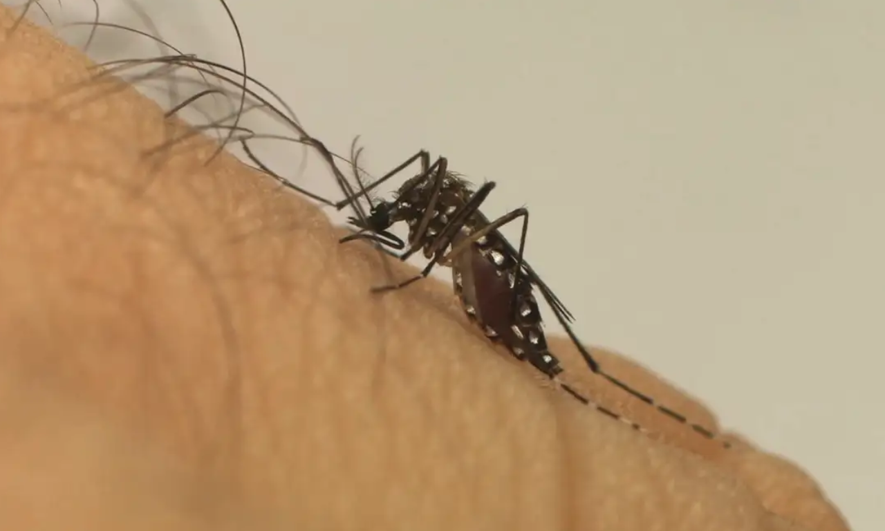 Bahia tem seis cidades em situa&ccedil;&atilde;o de epidemia de dengue. Foto: Fiocruz / Divulga&ccedil;&atilde;o