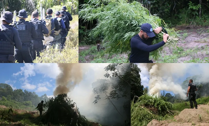 COE e Draco localizam plantação de maconha avaliada em R$ 2,2 milhões