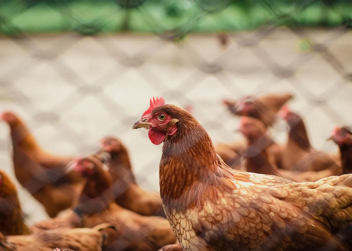 Por gripe aviária, exportações de frango são suspensas. Foto: Ilustração | Pexels