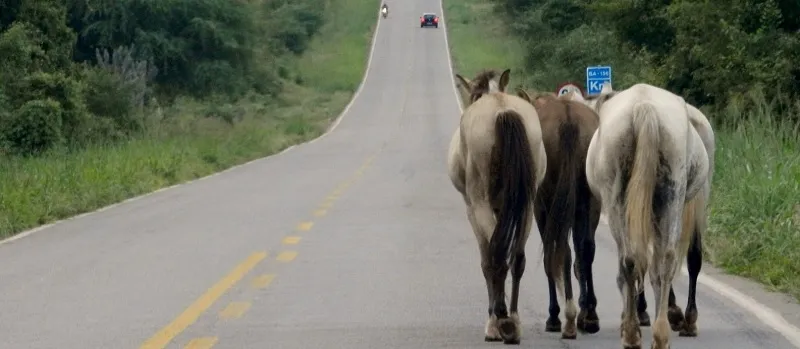 “SE CORRER, O BICHO PEGA”: Acidentes com animais são 2ª maior causa de mortes nas rodovias da Bahia
