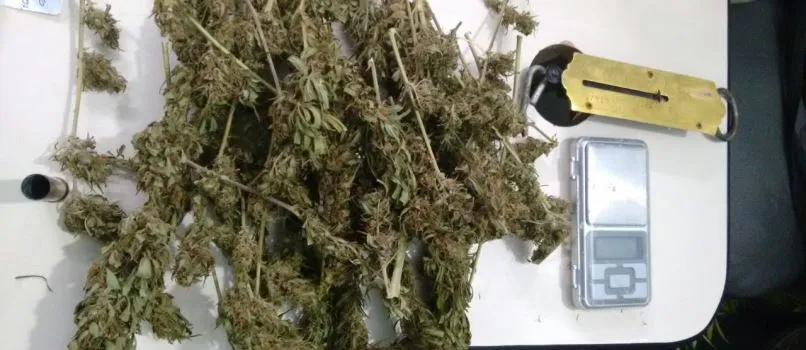 A CASA CAIU: Homem é preso e plantação de maconha é descoberta na Bahia