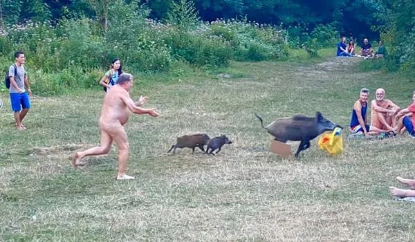 Homem nu persegue javali selvagem que "furtou" bolsa com seu notebook em parque alemão; veja imagens 