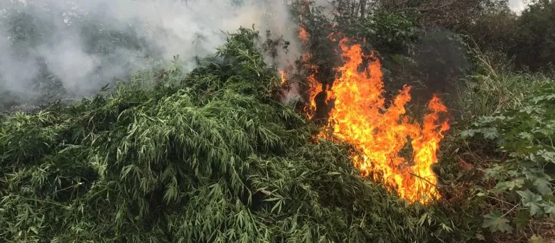 DEU ONDA: Operação ‘Sertão Seguro’ queima 35 mil pés de maconha no interior do estado