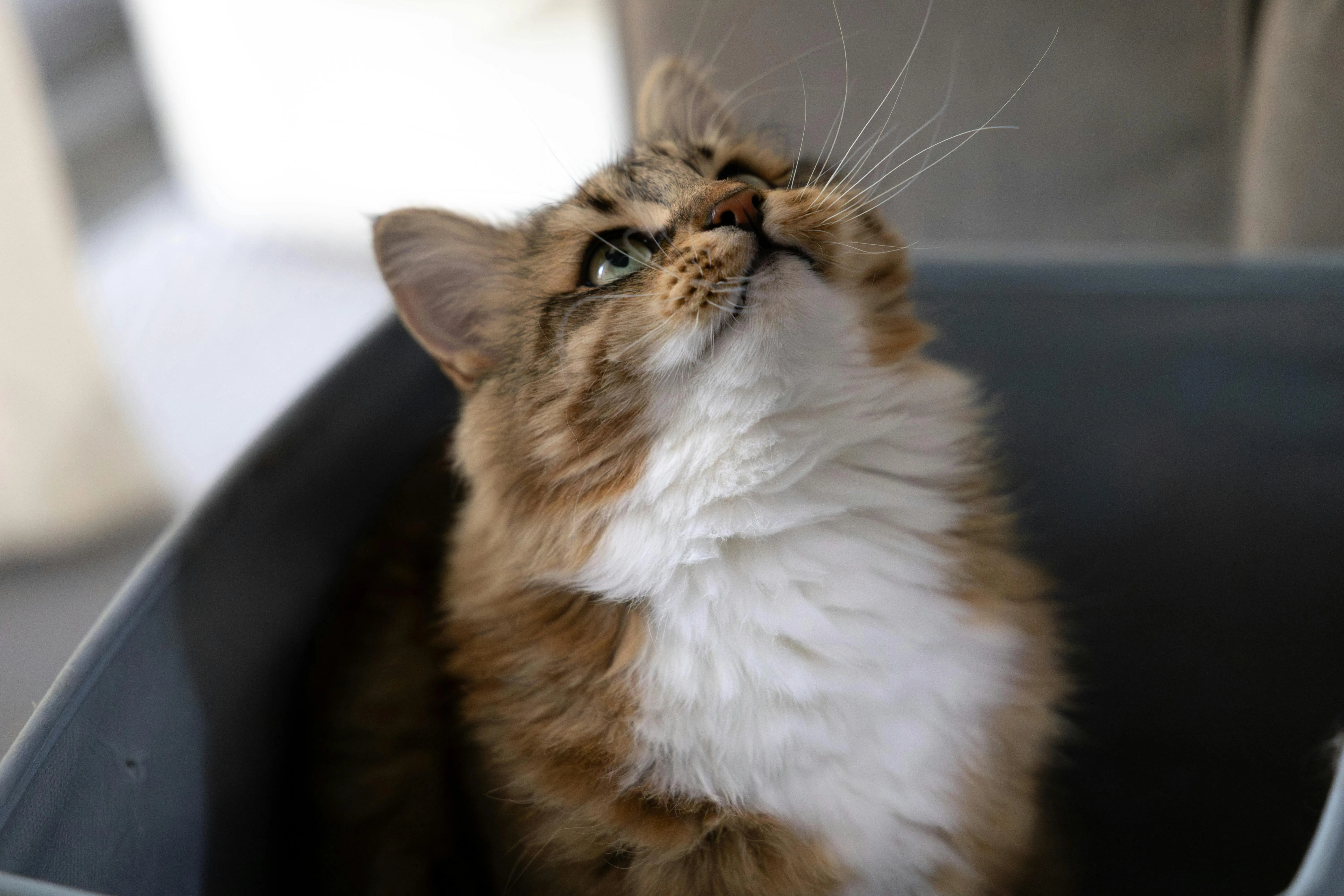 Prefeitura de Salvador abre vagas para castração gratuita de cães e gatos