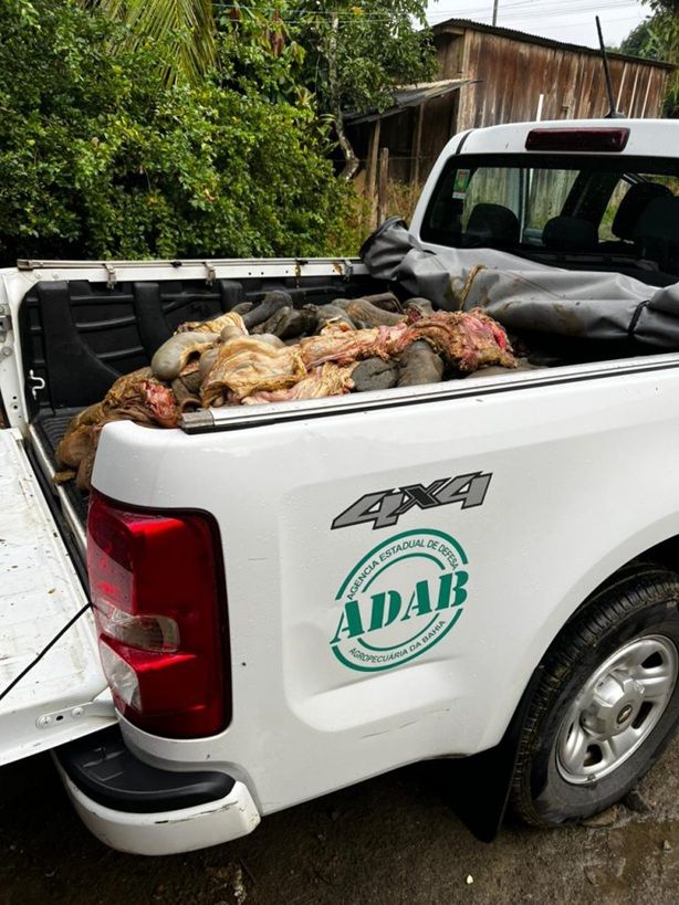 Adab Apreende 1,5 Tonelada De Carne Clandestina No Litoral Sul Da Bahia