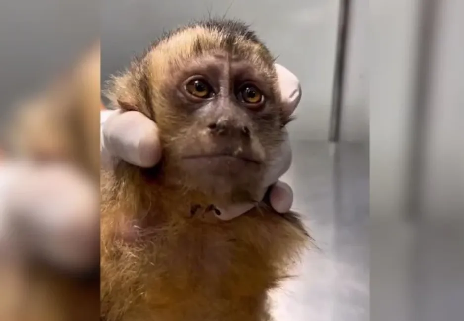 Macaco-prego fica ferido após bala perdida. Foto: Reprodução