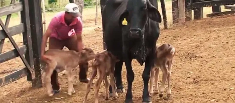 POÇÕES: Vaca dá à luz três bezerros na Bahia; Caso raro ocorre a cada 100 mil gestações