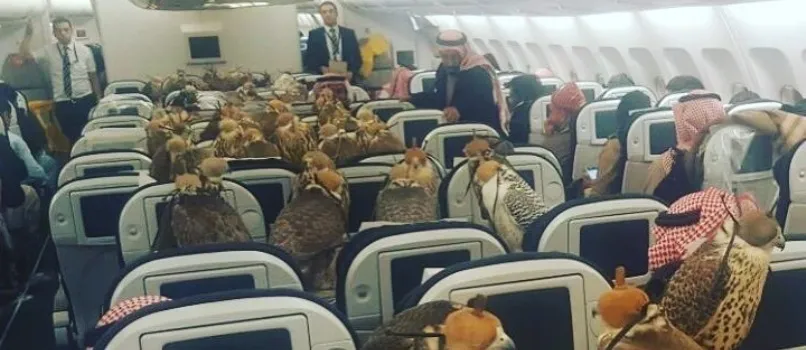 INACREDITÁVEL: Com excesso de bagagem, príncipe da Arábia Saudita compra lugares para seus 80 pássaros em voo; Veja foto