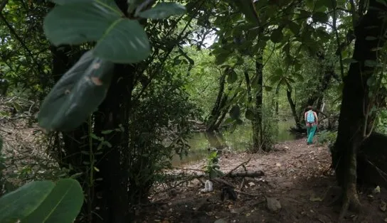 Prefeitura de Salvador não atende recomendação do MP, faz leilão para área contígua a manguezal, mas certame não tem interessados