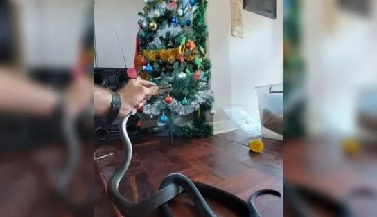 Susto na ceia: cobra invade casa e "participa" de festejos natalinos; animal tem veneno mortal 