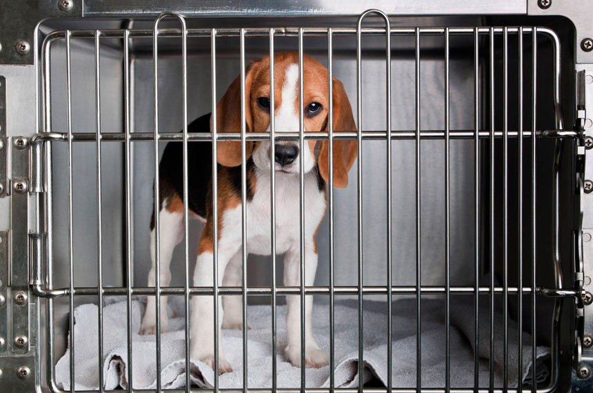 Cão Beagle, Uma Das Raças Usadas Em Experimentos Animais Continuam Permitidos Em Testes De Medicamentos