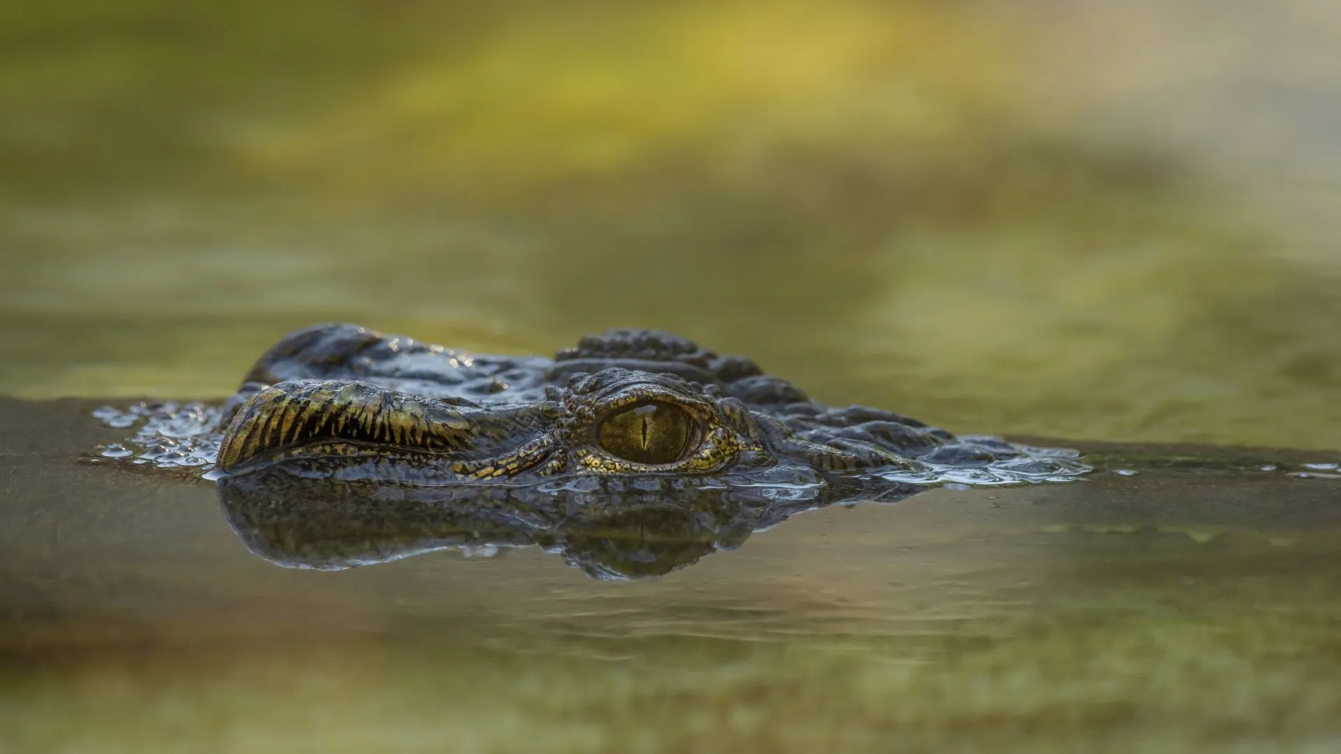 Homem fica ferido após ataque de jacaré na Bahia